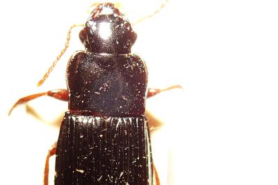 <i>Harpalus atratus</i>