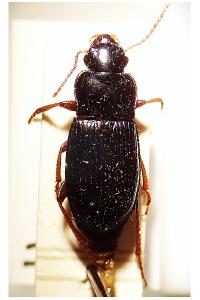 <i>Harpalus atratus</i>