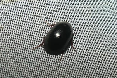 <i>Hydrobius fuscipes</i>