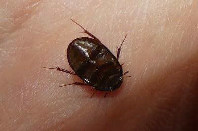 <i>Hydrobius fuscipes</i>