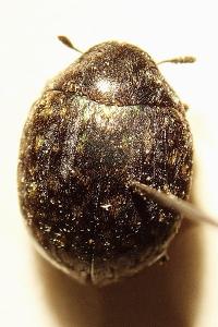 <i>Cytilus sericeus</i>