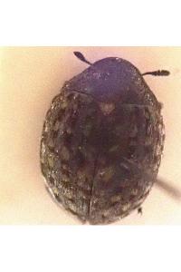 <i>Cytilus sericeus</i>
