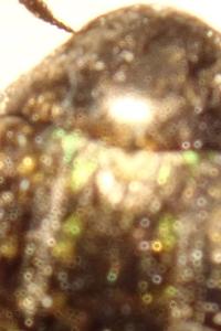 <i>Cytilus sericeus</i>