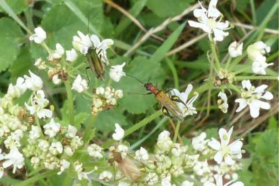 <i>Oedemera nobilis</i>