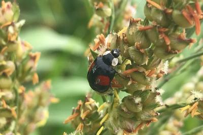 <i>Harmonia axyridis</i>