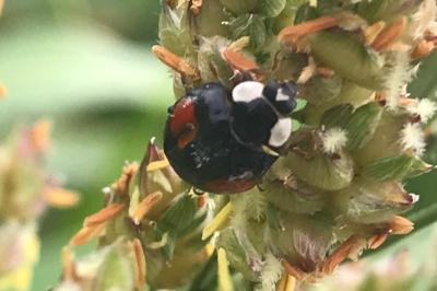 <i>Harmonia axyridis</i>
