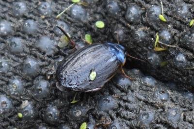 <i>Acilius canaliculatus</i>