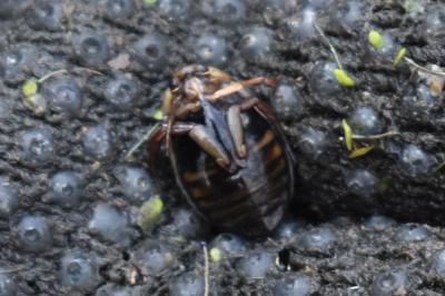 <i>Acilius canaliculatus</i>
