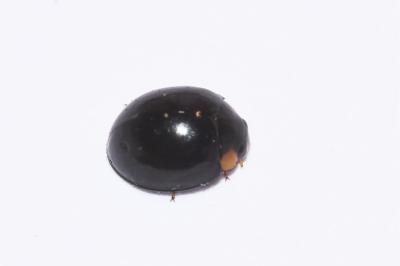 <i>Parexochomus nigromaculatus</i>