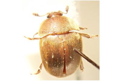 <i>Cychramus luteus</i>