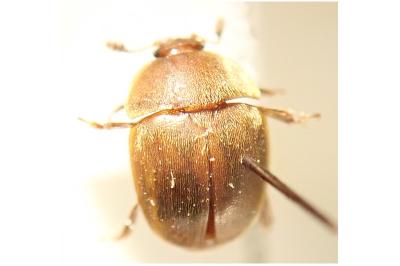 <i>Cychramus luteus</i>