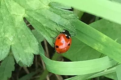 <i>Coccinella septempunctata</i>