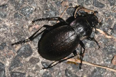 <i>Carabus nemoralis</i>