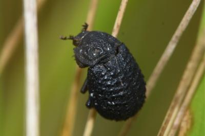<i>Trox perlatus</i>