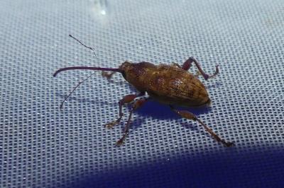 <i>Curculio elephas</i>