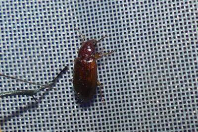<i>Bradycellus</i>