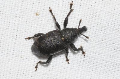 <i>Hylobius abietis</i>