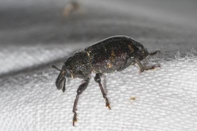 <i>Hylobius abietis</i>