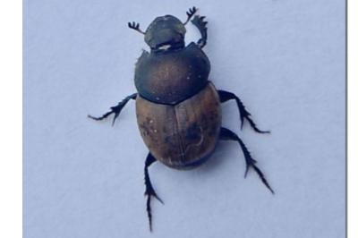 <i>Onthophagus coenobita</i>