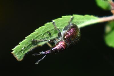 <i>Rhynchites</i>