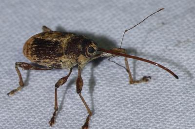 <i>Curculio elephas</i>