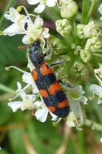 <i>Trichodes leucopsideus</i>