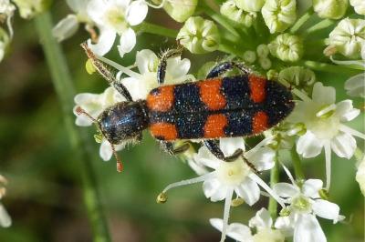 <i>Trichodes leucopsideus</i>