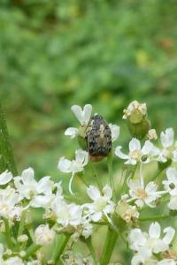 <i>Megabruchidius dorsalis</i>