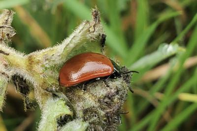 <i>Chrysomela populi</i>