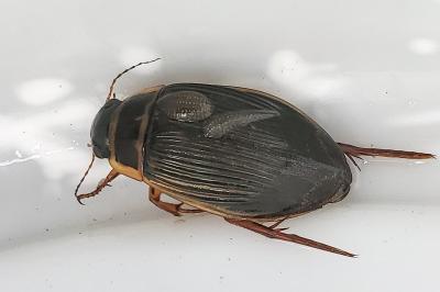 <i>Dytiscus marginalis</i>