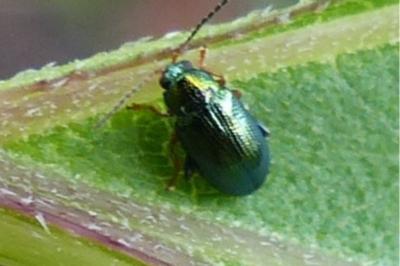 <i>Crepidodera</i>