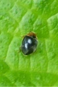 <i>Scymnus</i>