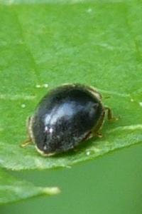 <i>Scymnus</i>