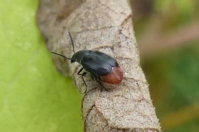 <i>Bruchidius siliquastri</i>