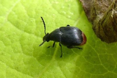 <i>Bruchidius siliquastri</i>