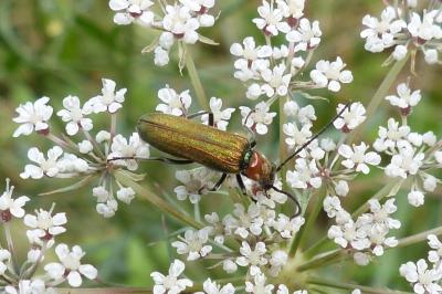 <i>Anogcodes seladonius</i>