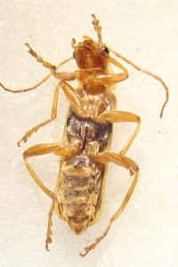 <i>Cantharis cryptica</i>