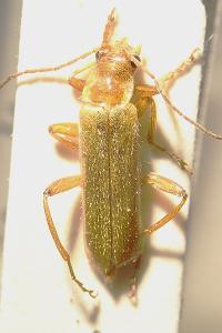 <i>Cantharis cryptica</i>