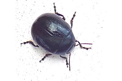 <i>Chrysolina haemoptera</i>