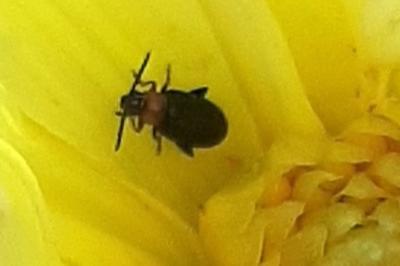 <i>Luperomorpha xanthodera</i>