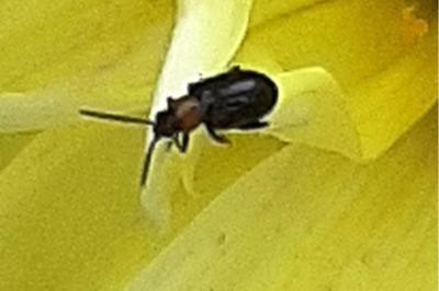 <i>Luperomorpha xanthodera</i>