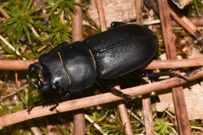 <i>Dorcus parallelipipedus</i>