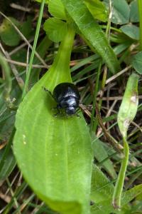 <i>Chrysolina haemoptera</i>
