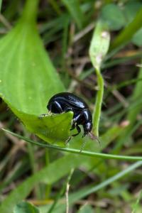 <i>Chrysolina haemoptera</i>