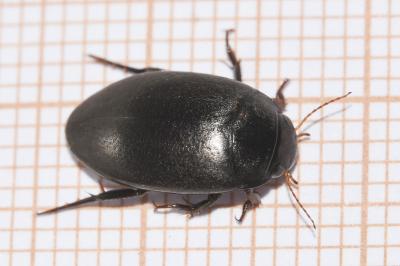 <i>Agabus bipustulatus</i>