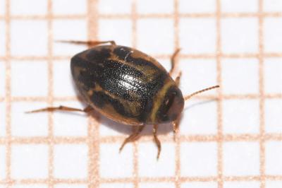 <i>Hygrotus inaequalis</i>