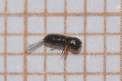 <i>Xyleborinus saxesenii</i>