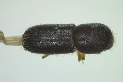 <i>Xyleborinus saxesenii</i>