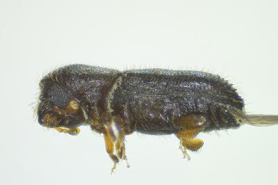 <i>Xyleborinus saxesenii</i>