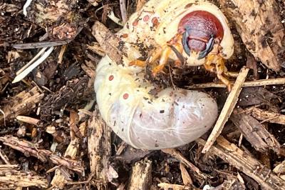 <i>Oryctes nasicornis</i>